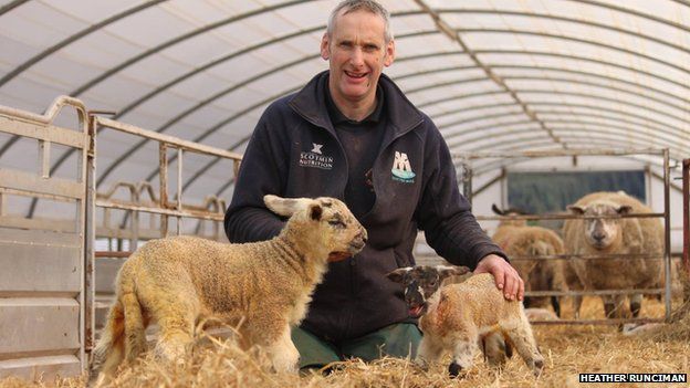 Large Lauder lamb could be Scottish record breaker - BBC News