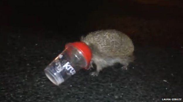 Hedgehog stuck in cup