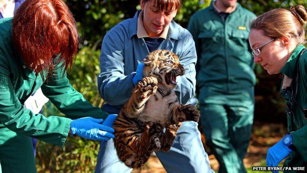 Sumatran tiger twins thriving in first public appearance at Chester Zoo -  BBC News