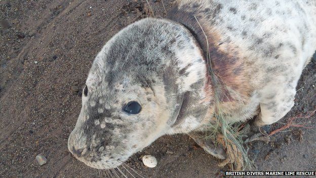 Strangled Withernsea Beach Grey Seal Pup Rescued Bbc News