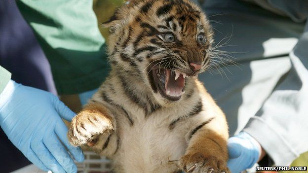 Sumatran tiger twins thriving in first public appearance at Chester Zoo -  BBC News