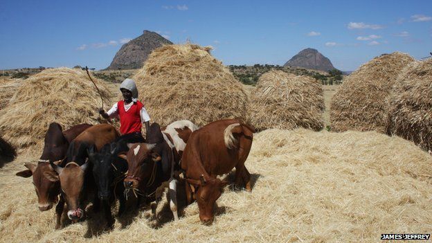 An Ethiopian farmer using oxen to harvest teff