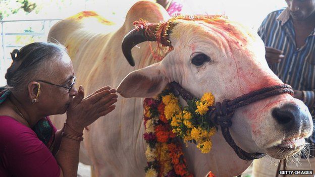 An Indian Hindu devotee offers prayers to a sacred cow