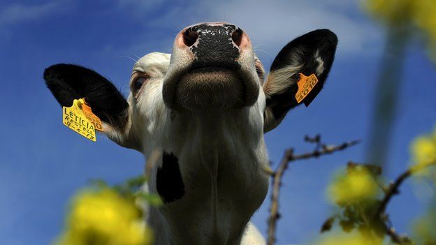 Milk cow in Spain