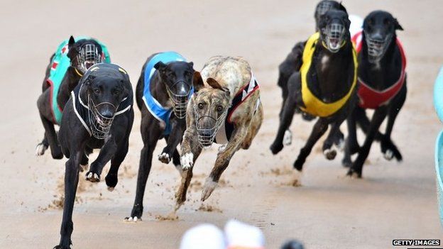 Greyhounds racing in Melbourne, Australia (Feb 2015)