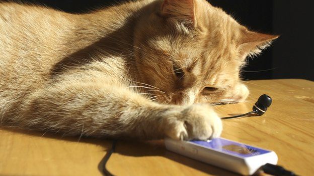 Cat operating an mp3 player