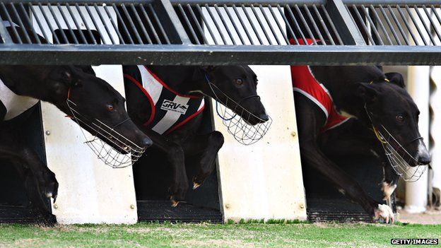 Greyhound racing in Melbourne, Australia (18 Feb 2015)