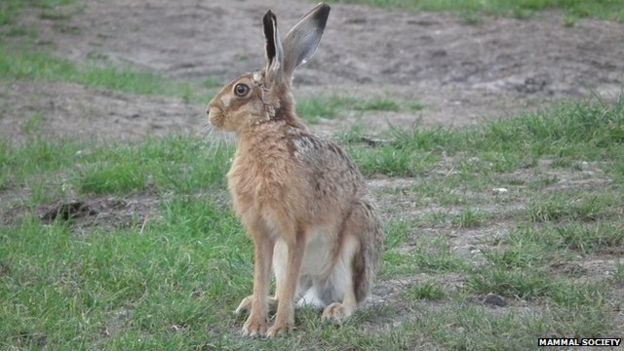 Citizen science: Rabbit and hare population mapped - BBC News