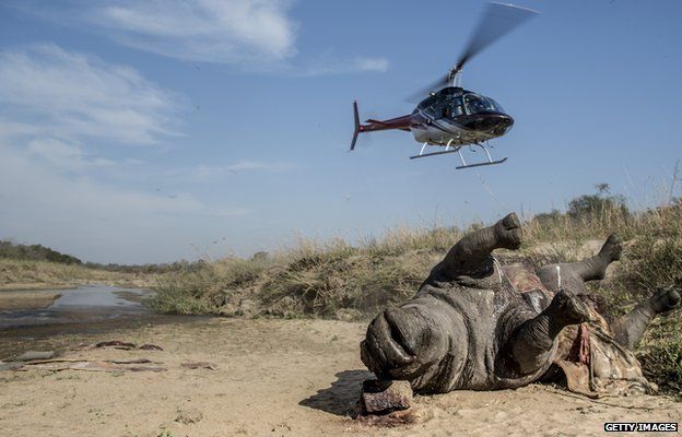 Helicopter hovers over a rhino carcass in the Kruger National Park