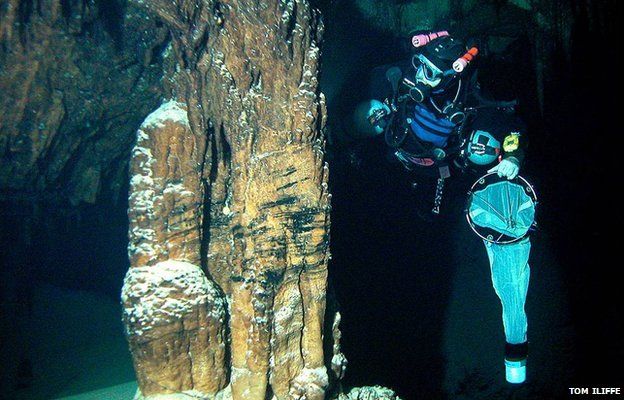 Researcher diving in Bermuda
