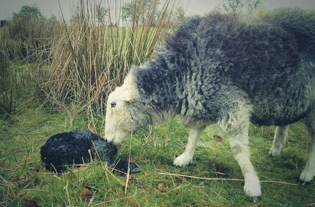A sheep with a newborn lamb