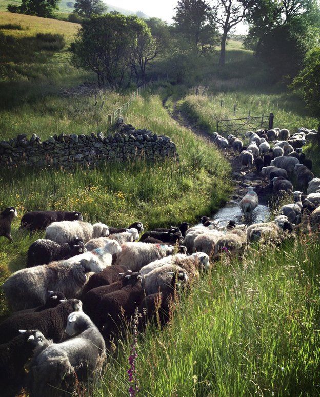 Sheep walking up a stream