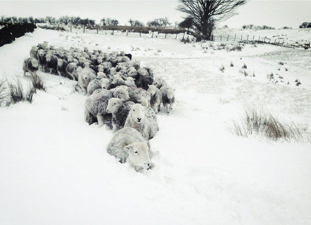 A herd of sheep in snow