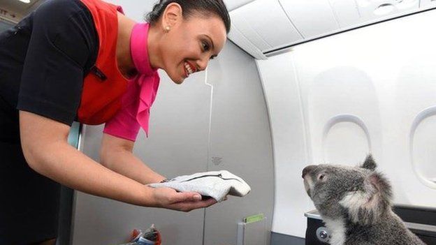 Koala on Qantas 'cabin'