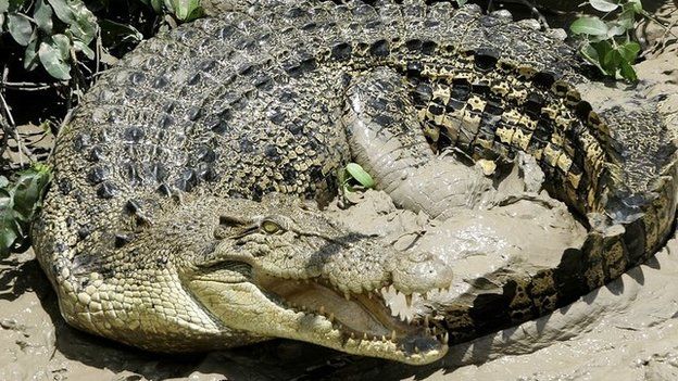 File photo: A 4.5m (13.5 ft) saltwater crocodile in Australia's Northern Territory, 15 October 2005