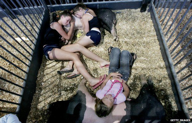 Dani Lettice (Top-R), Kat Richards (L), and Katie Simon (bottom) from the Pauma Valley 4-H Club, take a snooze on their hogs before competing in a hog contest at the San Diego County Fair June 29, 2005 in Del Mar, California.
