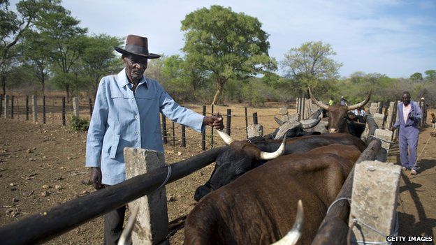Cattle farmer in Zimbabwe