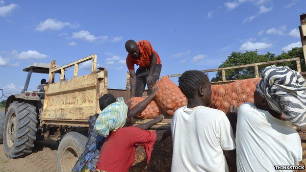 Farmers in Zambia loading potatoes onto a trailer