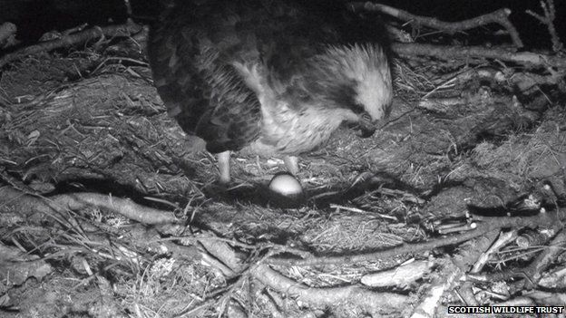 New Osprey At Loch Of The Lowes Reserve Lays First Egg Bbc News