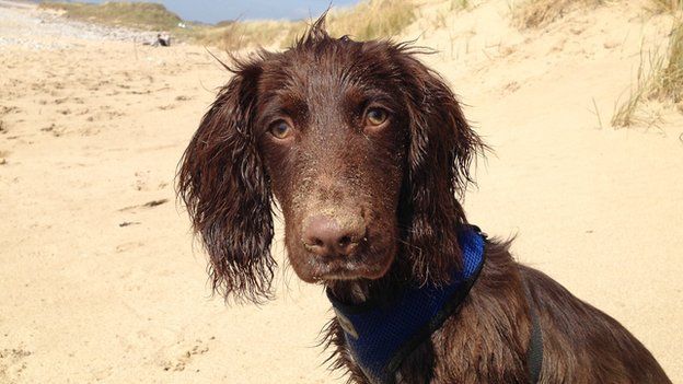 Seth the working cocker spaniel