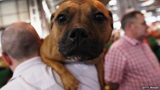 Staffordshire bull terrier