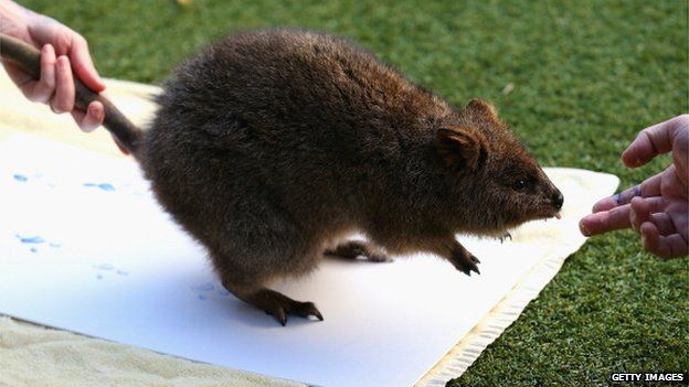 A Quokka leaves paint prints on a canvas at Taronga Zoo on 27 June 2012 in Sydney, Australia