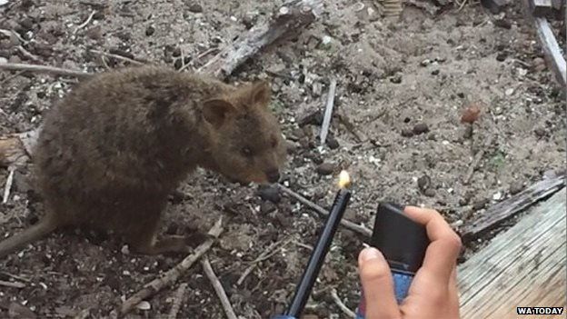 Still taken from the court video of Vallet and Batrikian's burning of a quokka, provided by WA Today