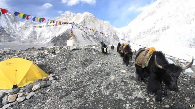 A herd of yaks return return after delivering a load of supplies at Everest Base Camp in Nepal.