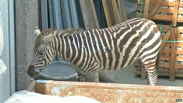 A zebra is captured in Belgium