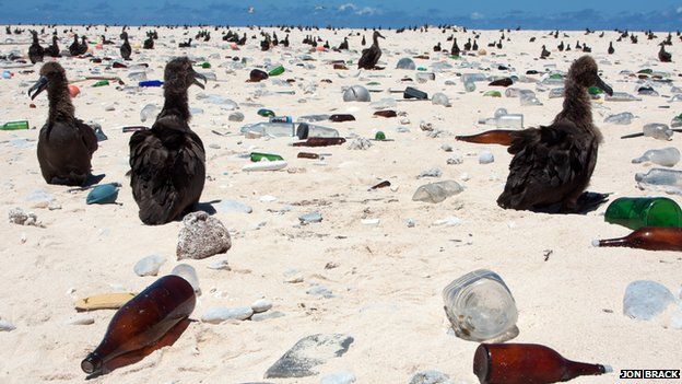 Albatross chicks amid debris (Image: Jon Brack)