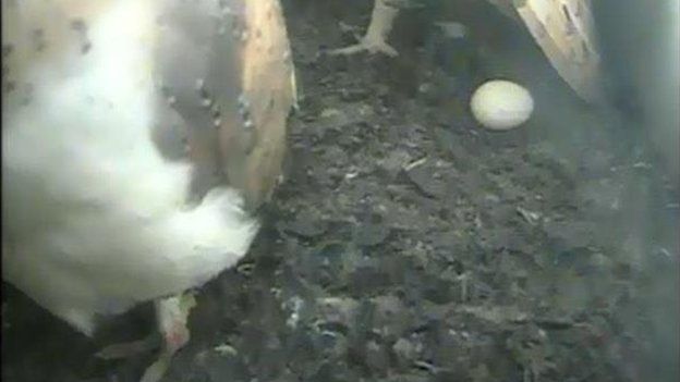 Owls and egg in nesting box