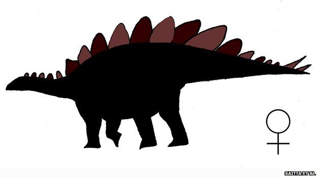 Male Stegosaurus mjosi