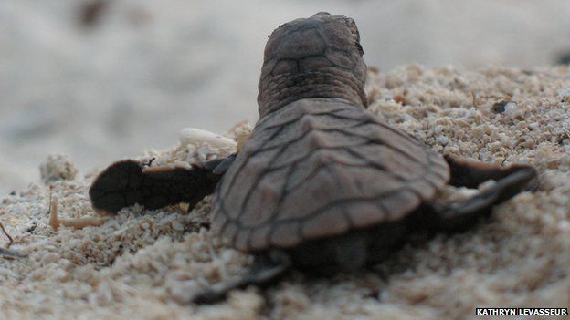 The island where endangered Hawksbill turtles thrive - BBC News