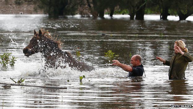 Trying to rescue a horse near Dungog, Australia, on 22 April 2015