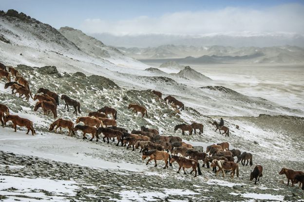 The migration of the eagle hunters - BBC News