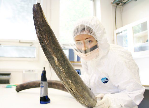Researcher holding a mammoth tusk