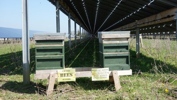 Beehives at Willersey solar farm