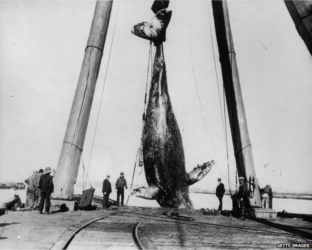 Circa 1930: A dead whale hangs suspended by its tail on a dockside.