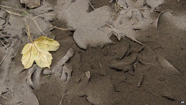 Leaves sit on ground covered by volcanic ash from Chile"s Calbuco volcano in Villa La Angostura, southern Argentina, Thursday, April 23, 2015.