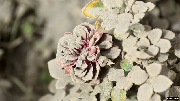 A flower is seen covered with ash from the Calbuco volcano in the Patagonian Argentine area of San Martin de Los Andes April 23, 2015.