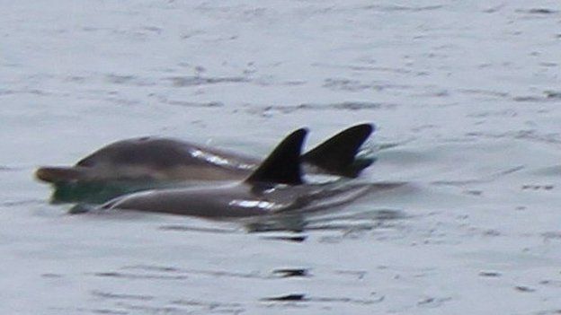 Dolphins in Weymouth