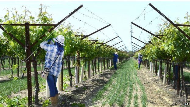 Workers tend to grape vineyards near Fresno,California, USA,