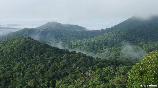 Amazon tropical forest (Image: Roel Brienen)