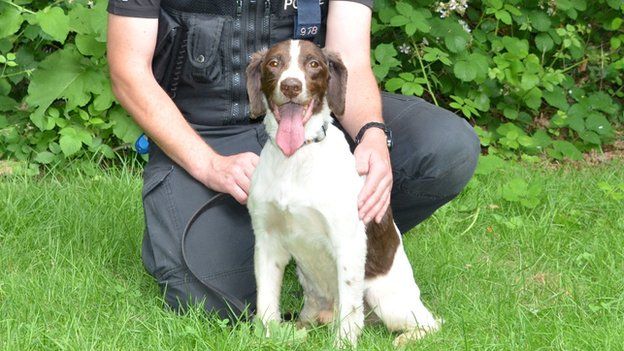 Police dog awarded animal OBE