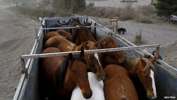 Horses are transported from Ensenada town on 27 April, 2015
