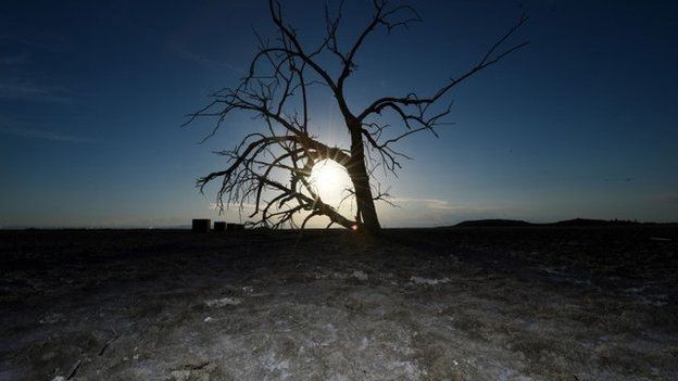Dead tree near Salton Sea, California