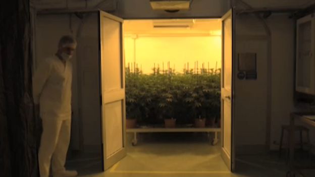 The room housing the army's cannabis farm
