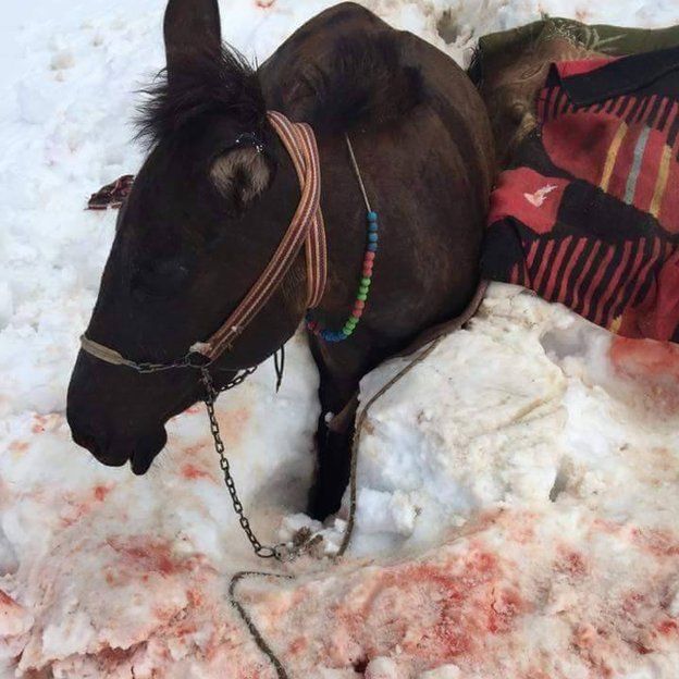 An injured mule