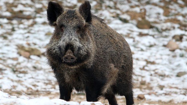 A wild boar facing the camera