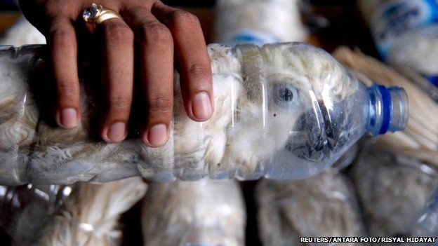 A policeman holds a water bottle with a yellow-crested cockatoo put inside for illegal trade, at the customs office of Tanjung Perak port in Surabaya, East Java province, Indonesia, May 4, 2015